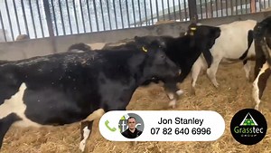 1.9K views | 18 Holstein Friesian In Calf Heifers - UK. The cattle were bought in and reared on from the farm of birth with the intention of getting in calf to sell. The present farm does not produce milk. The farm of birth is autumn calving and grazes extensively. https://www.grasstecgroup.com/p/18-holstein-friesian-in-calf-heifers---uk/16664-64737 | Grasstec | Facebook