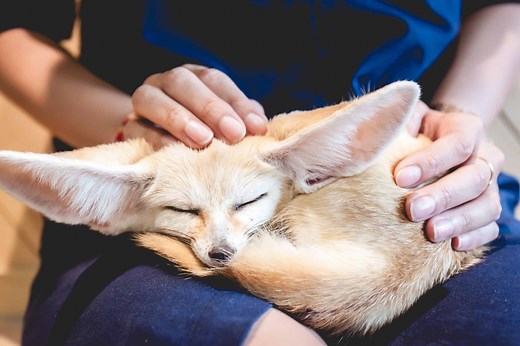 Can Foxes Legally Be Pets? Is It Even a Good Idea?