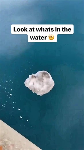 pablo reels ב-TikTok