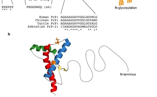朊病毒(Prion)与蛋白质错误折叠机制