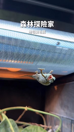 1.9K views · 71 reactions | 地毯變色龍（Carpet Chameleon，學名 Furcifer...