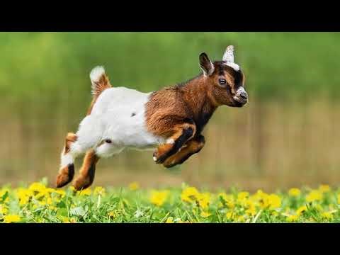 Baby Goats: A Guide to Kids, Bucklings, and Doelings