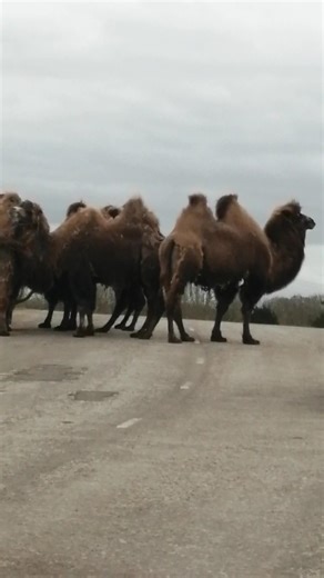 Camels - Knowsley Safari Park #camels #animals #wildlife #bactriancamel #knowsleysafaripark #viral