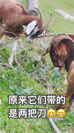 哈哈，原来它们带的是两把砍柴刀🤣🤣(HA HA! Goat horns are tree knives!) #cute #animals #goat