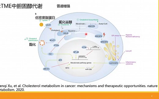 铁死亡02.CD36调控CD8+T细胞的机制