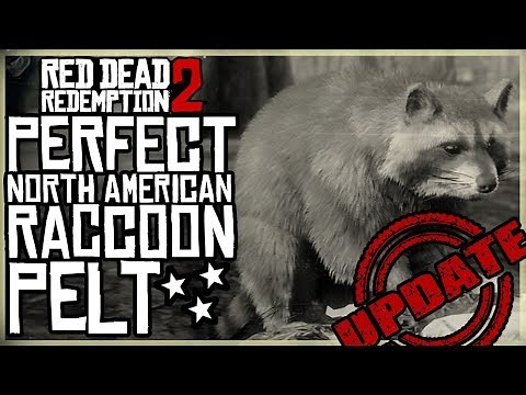 HOW TO GET A PERFECT RACCOON PELT - RED DEAD REDEMPTION 2 PRISTINE NORTH AMERICAN RACCOON HUNT
