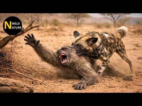 Scary! A Baboon Desperately Resists the Horrifying Attack of a Pack of Wild Dogs | Animal Fights