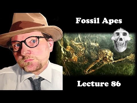 Lecture 86 Fossil Apes