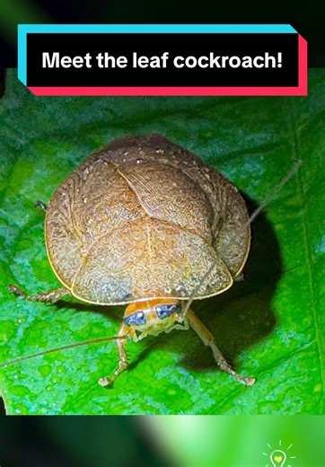Meet the Leaf Cockroach: Nature's Camouflage Expert