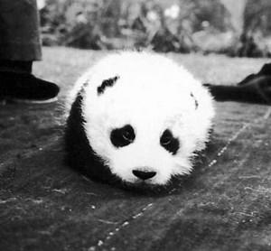 Su Lin (1930s giant panda) - Alchetron, the free social encyclopedia