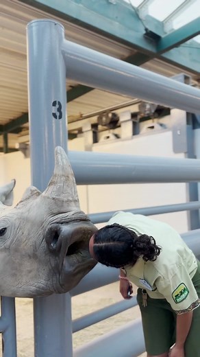 Cleaning Rhino Teeth 🦏 at Disney Animal Kingdom