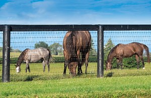Equine Mesh | Durable Wire Mesh | Stock and Noble