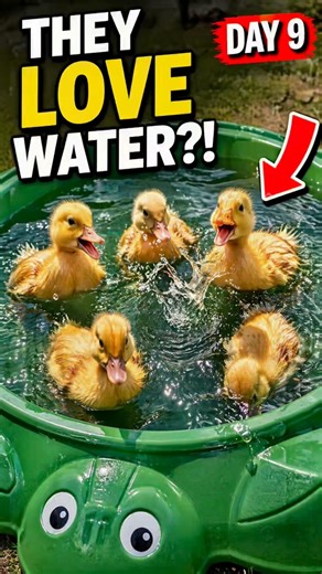 Day 9 Raising Baby Ducks – They Went CRAZY in the Water 🦆 First Swim in Sandbox Pond