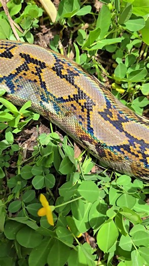 GORGEOUS RETICULATED PYTHON #python #snake #wildlife #puertorico #nature