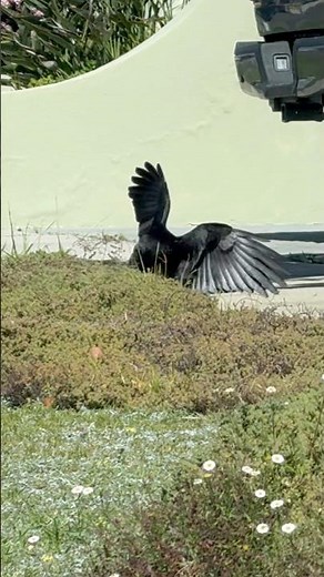 He is building his nest 👀 #crows #birds #nature #corvid #springvibes #nestingseason #breeding