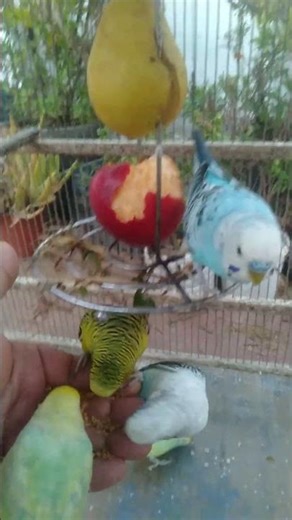 🎉 Funny Budgie Moments 🐤🤣 #funny #budgie #birdslover