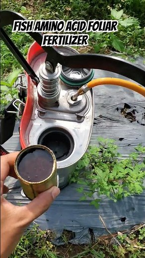 Fish Amino Acid Foliar Fertilizer application