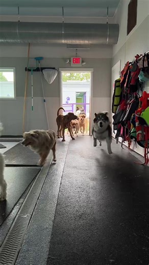 Did you watch our live day? #daycare #swim #dogs #playhouse #fun #cute #puppy #bubblepuppy #dog #doggydaycare