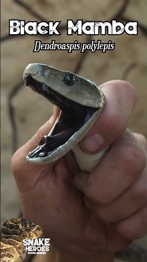This Snake Has a BLACK MOUTH!