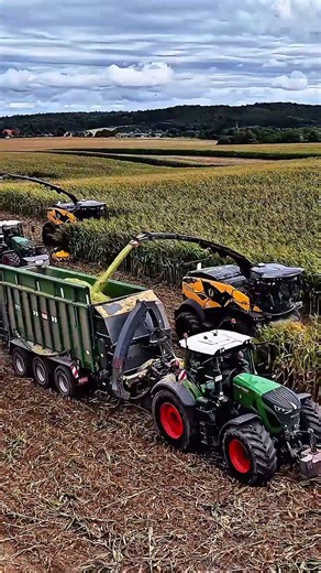 Corn chopping on new Holland harvester #farming #agriculture #agriculturelife #facts #agro