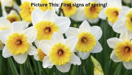 Picture this: First signs of spring!