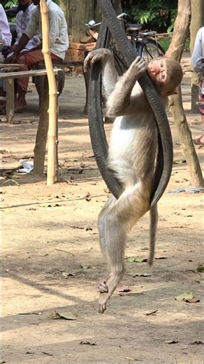Playful monkey having fun on a tire swing. #thebosswildlife #monkey #animals