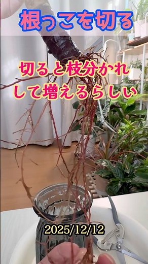 【切り切り】根を切り増やす準備 #ユッカ #青年の樹 #根っこ #剪定 #観葉植物 #観葉植物初心者