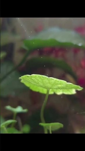 Photosynthesis 🌱Underwater💧Producing Oxygen 🫧Bubbles #life #science #micro