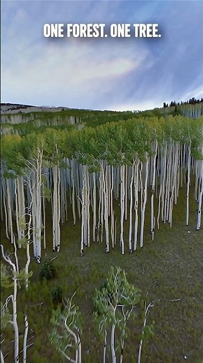 This Entire Forest Is ONE Tree…