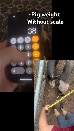 How to estimate pigs weight without a scale #weight #pig #homestead #shorts #thebackyardbarn