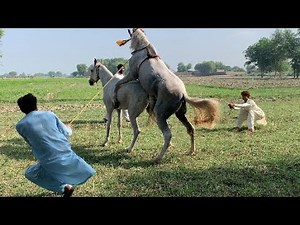 Horse Mating Process Explained | Farm Breeding & Management