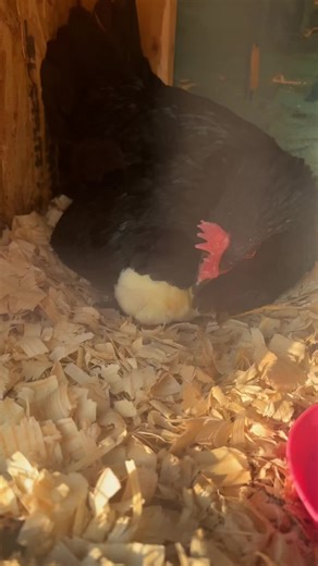 My husband said no more loading the incubators…so I loaded the broodys instead! 🐣 #fyp #foryou #chicks #mama #cute #hatching #homestead #woodmerepines #michigan #farmlife #monday