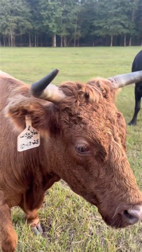 40 reactions | Crager Hills micro/mini Farm. We are expecting 18 more micro/mini cows in the next 3 months all embroyos. Stay tuned and follow our page for updates. PM me if you have any questions. | Crager Steven | Facebook