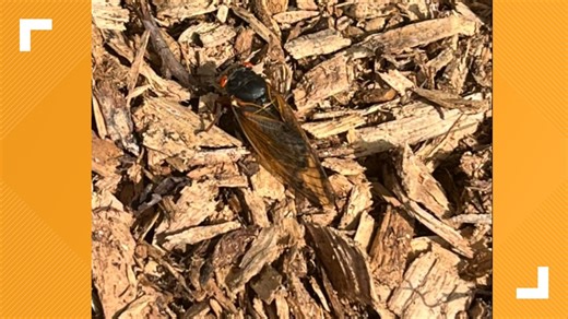 Cicadas start to emerge in the Triad