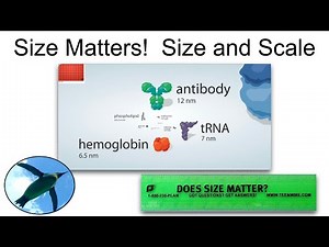 Size and Scale | Bio Basics 🐧