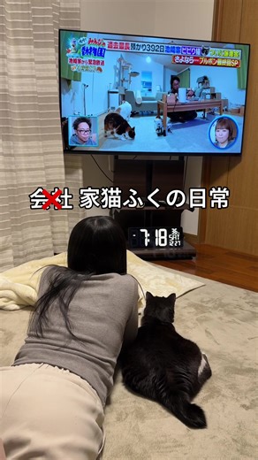会社猫ふくの日常と年末年始の生活