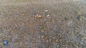 The return of the world's last truly wild horse! Population of the endangered Przewalski's horse rises to 65 in Dunhuang, NW China's Gansu province. Take a peek at this beauty... | Xinhua Culture&Travel