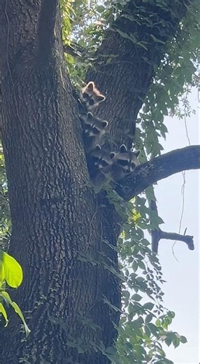 Újabb bébik! Most mosómedvekölykök bújtak elő #mosómedve #racoons #florida #ittvanamerika
