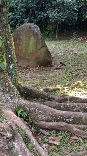 TARIKAN KUAT DARI KEBUN RAYA BOGOR