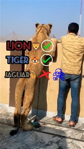 ऐसा Jaguar 🐆 के साथ बिल्कुल मत करना! #Jaguar #BigCats #WildlifeFacts #AnimalFacts