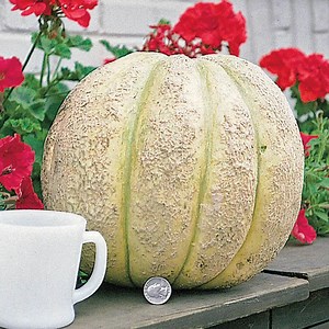 Gurney's® Giant Improved Hybrid Cantaloupe Seed
