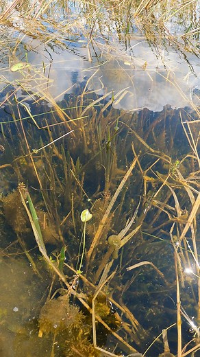 After the Flood – Nature’s Stillness with Crabs & Snails 🐌🦀 #flooded #niceplaces #fields #nature | Nice View HD