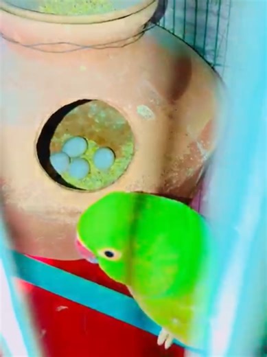 Ringneck Parrot Laying Eggs: Caring for Hatchlings