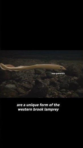 What is a lamprey?