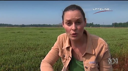 Lateline: What is colony collapse disorder? - ABC Education