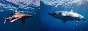 Oceanic Whitetip Shark vs Great White Shark: Main Differences   Any Si