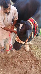 244K views · 5.9K reactions | Big cow#hfcow #cowforsale #cows #jerseycow #BiggestCow #animals #dairyfarm #farming #cowfarm#shorts#shortsvideo#dairycowtv#viralshorts | Dairy Cow TV | Facebook