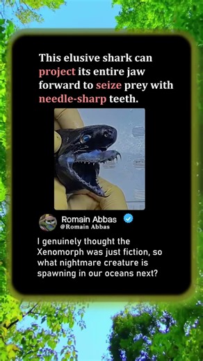 Meet The Real Life Alien Shark With Extendable Jaws 🦈 #Nature #Ocean #Wildlife