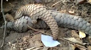 92K views · 403 reactions | Watch: This video of a pangolin mom with her baby melted our hearts. PS. Did you know pangolins are the world's most trafficked creature? Meet the forest officer who braved death threats to rescue them: https://www.thebetterindia.com/248647/ifs-hero-sasmita-lenka-odisha-pangolin-trafficking-international-illegal-trade-athagarh-endangered-species-iucn-red-list-him16/ | TheBetterIndia | Facebook