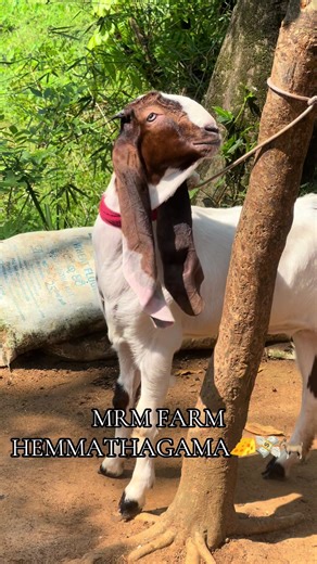 Pure jamunapari female available for reservation in MRM FARM HEMMATHAGAMA✌️💸🐐(0713112120)📞 (10 months Ear 17 Pure cut)📌 #m_r_m_farm_hemmathagama #jamunaparigoat #gulabigoat#kanpulligoat#female